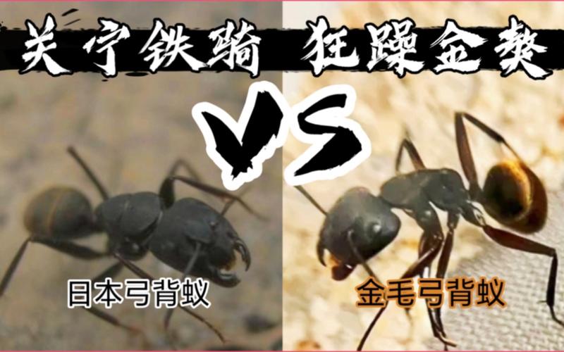日本弓背蚁vs中国弓背蚁